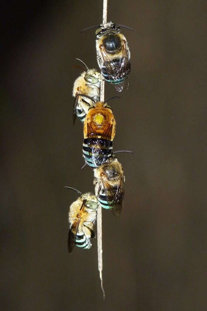 Sivun Amegilla cingulata (Fabricius 1775) kuva