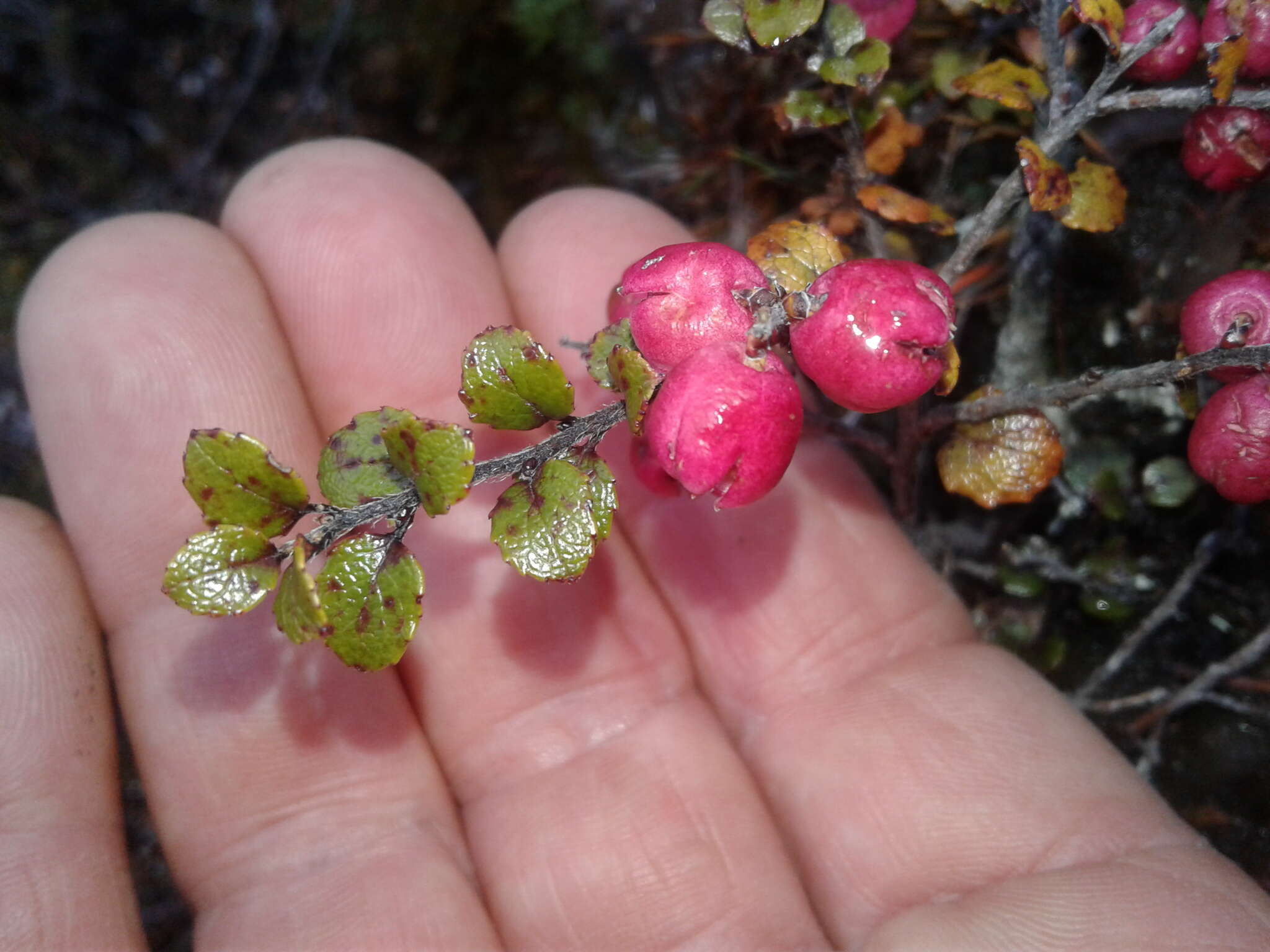 Sivun Gaultheria antipoda Forst. fil. kuva