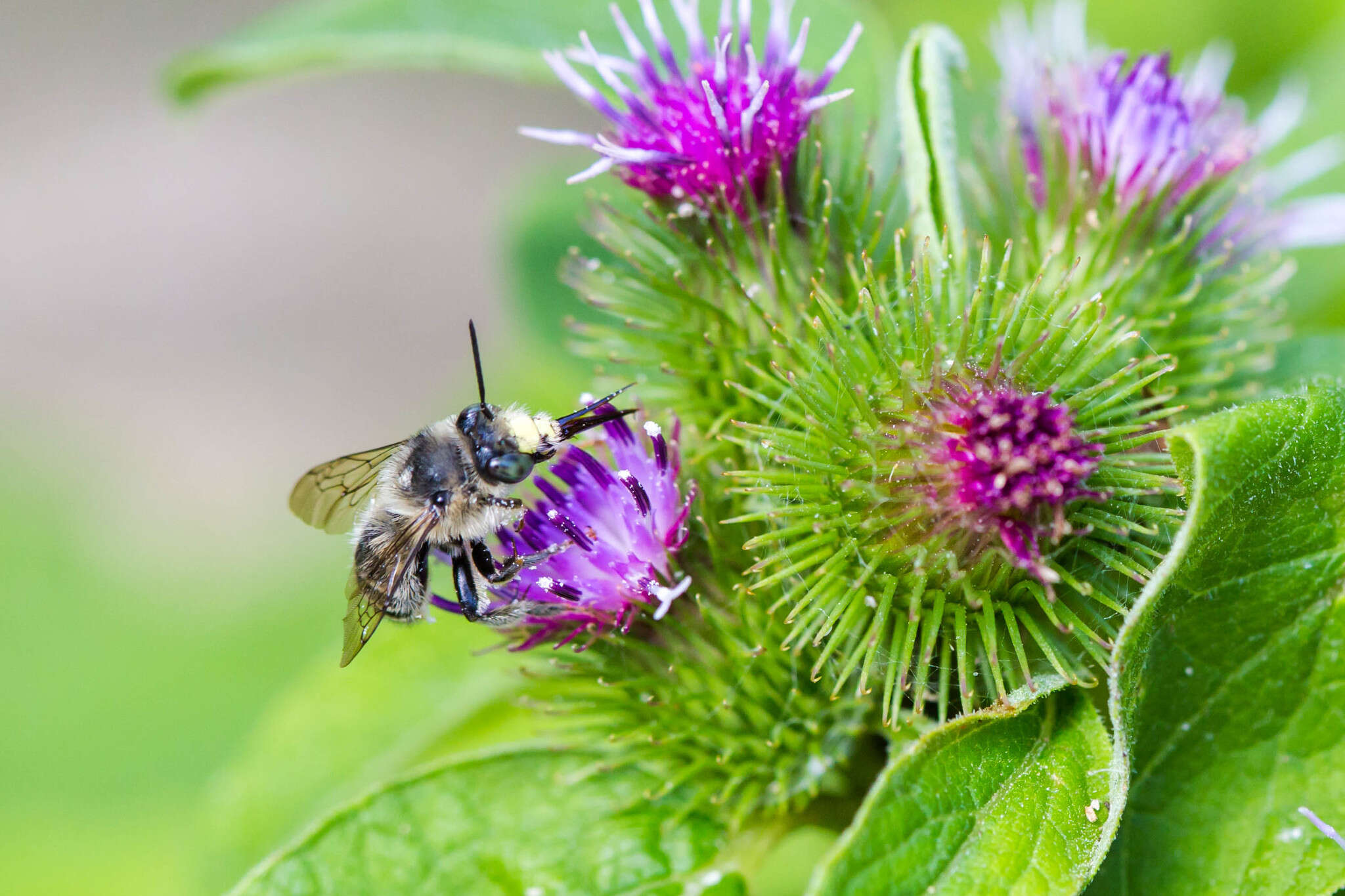 Image of Anthophora terminalis Cresson 1869