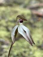 Caladenia atrata D. L. Jones的圖片