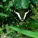 Image of Papilio mangoura Hewitson 1875