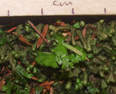 Imagem de Hymenophyllum revolutum Col.