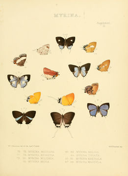 Image of <i>Mota massyla</i> (Hewitson 1869)