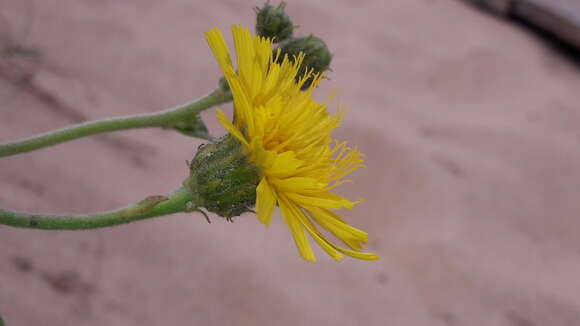 Image of Hieracium eriophorum St-Amans