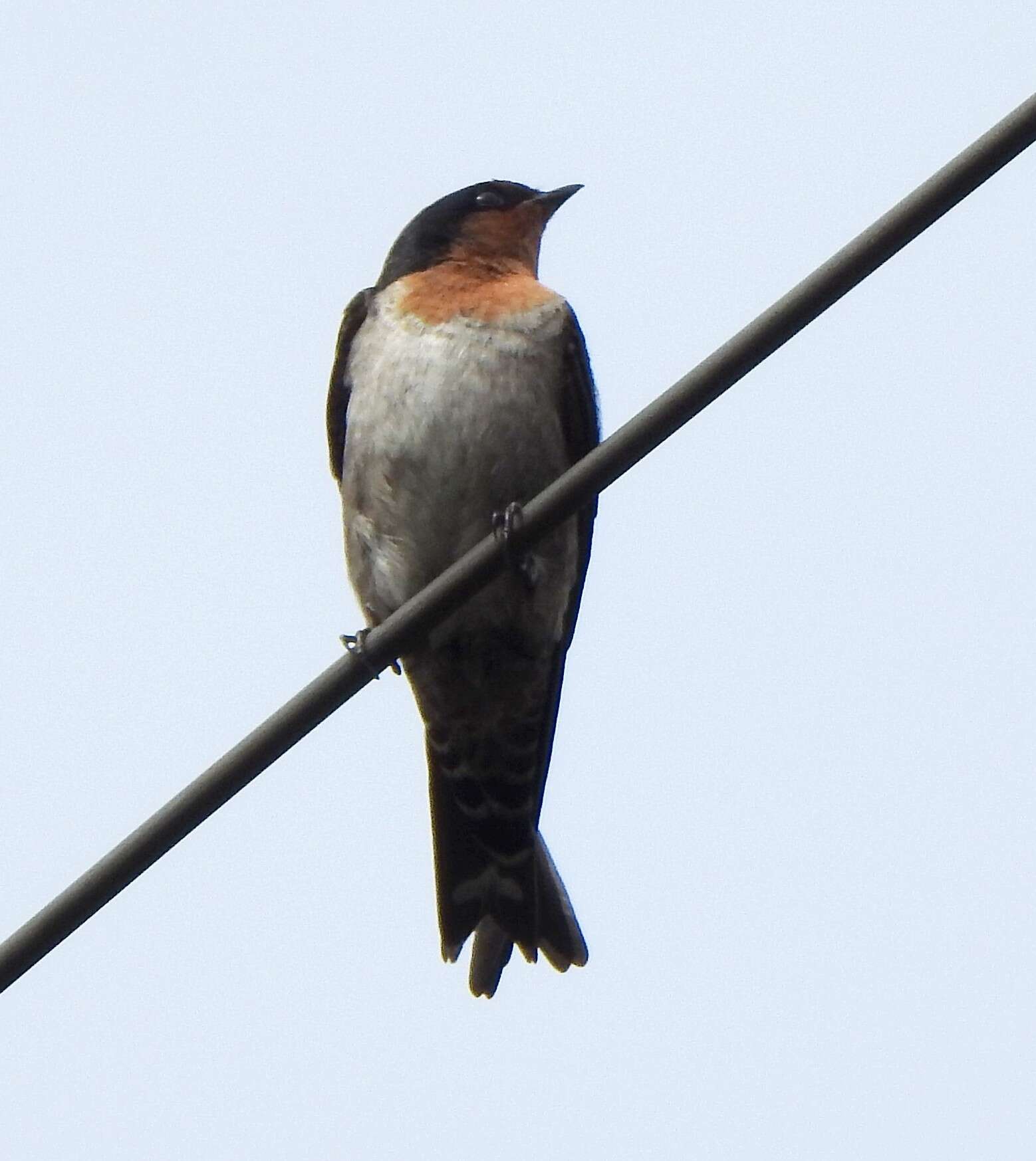 Image of Hill Swallow