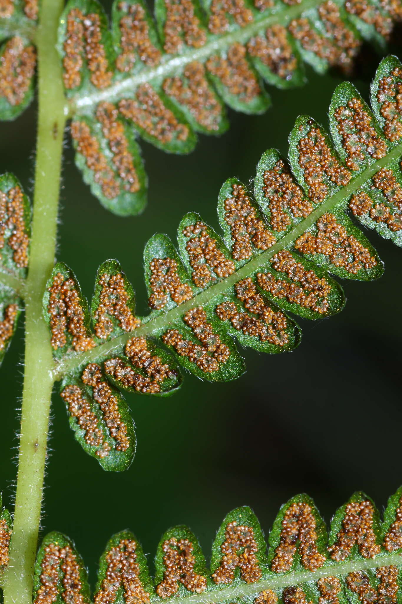 Image of Coryphopteris nipponica (Franch. & Sav.) S. E. Fawc. & A. R. Sm.