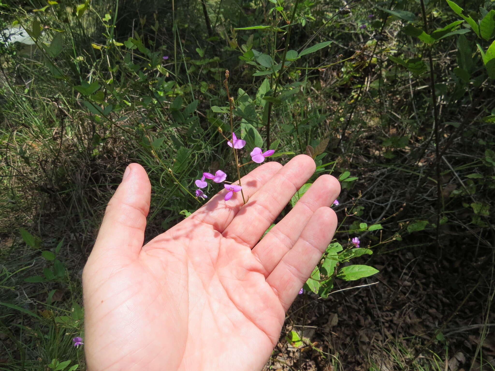 Imagem de Desmodium paniculatum (L.) DC.