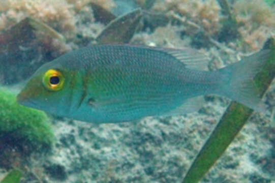 Sivun Lethrinus borbonicus Valenciennes 1830 kuva