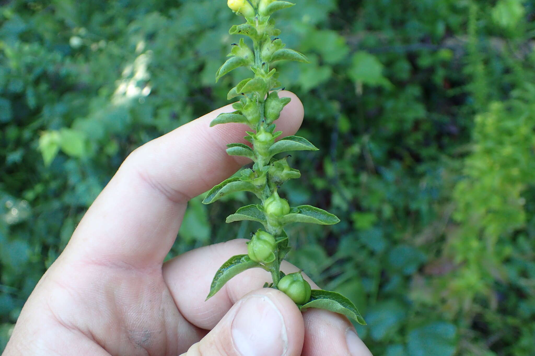 Image of Dasistoma macrophyllum (Nutt.) Raf.