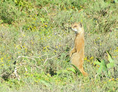 Image of Yellow Mongoose