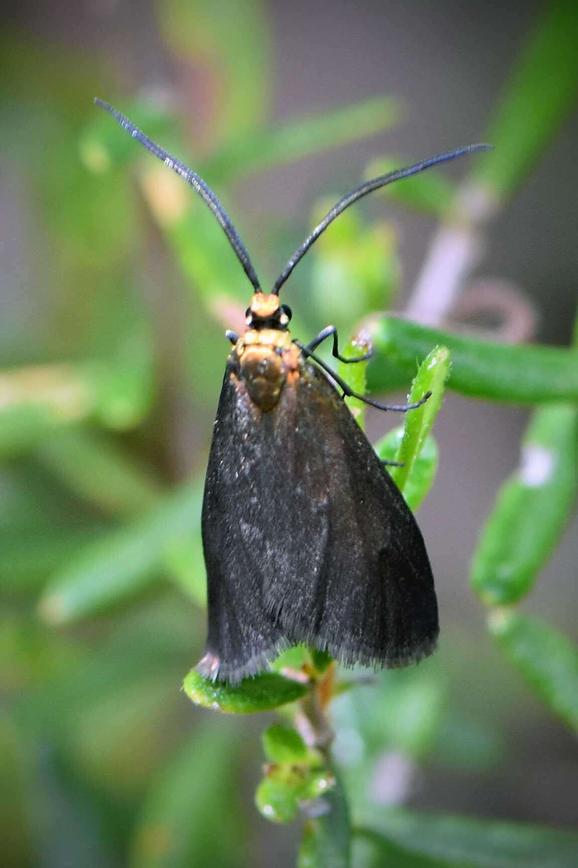 Image of Pollanisus cupreus Walker 1854