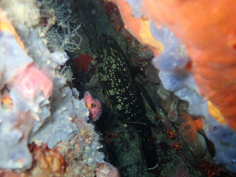 Image of Dusky Grouper