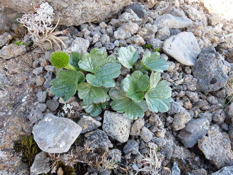 Image of Ranunculus pinguis Hook. fil.