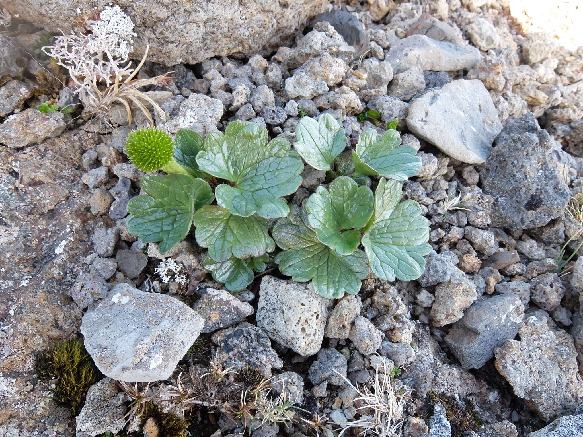 Ranunculus pinguis Hook. fil.的圖片