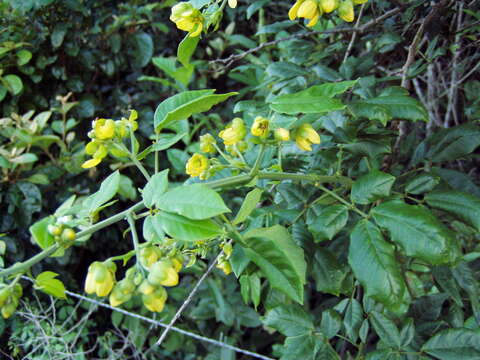 Senna undulata (Benth.) H. S. Irwin & Barneby resmi