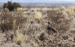 Image of Karoo Bustard