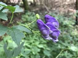 Image of southern blue monkshood