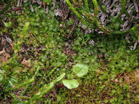 Image of Pseudomoerckia blyttii (Mørch) Vilnet, Konstant., D. G. Long, N. D. Lockh. & Mamontov