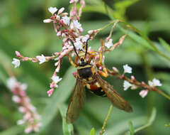 Image of Stizus brevipennis Walsh 1869