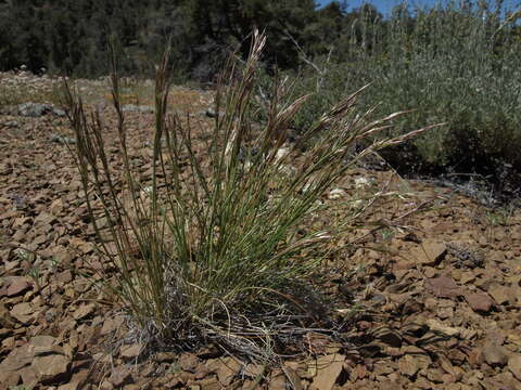 Image of Webber needlegrass