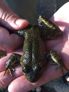 Image of Tarahumara Frog