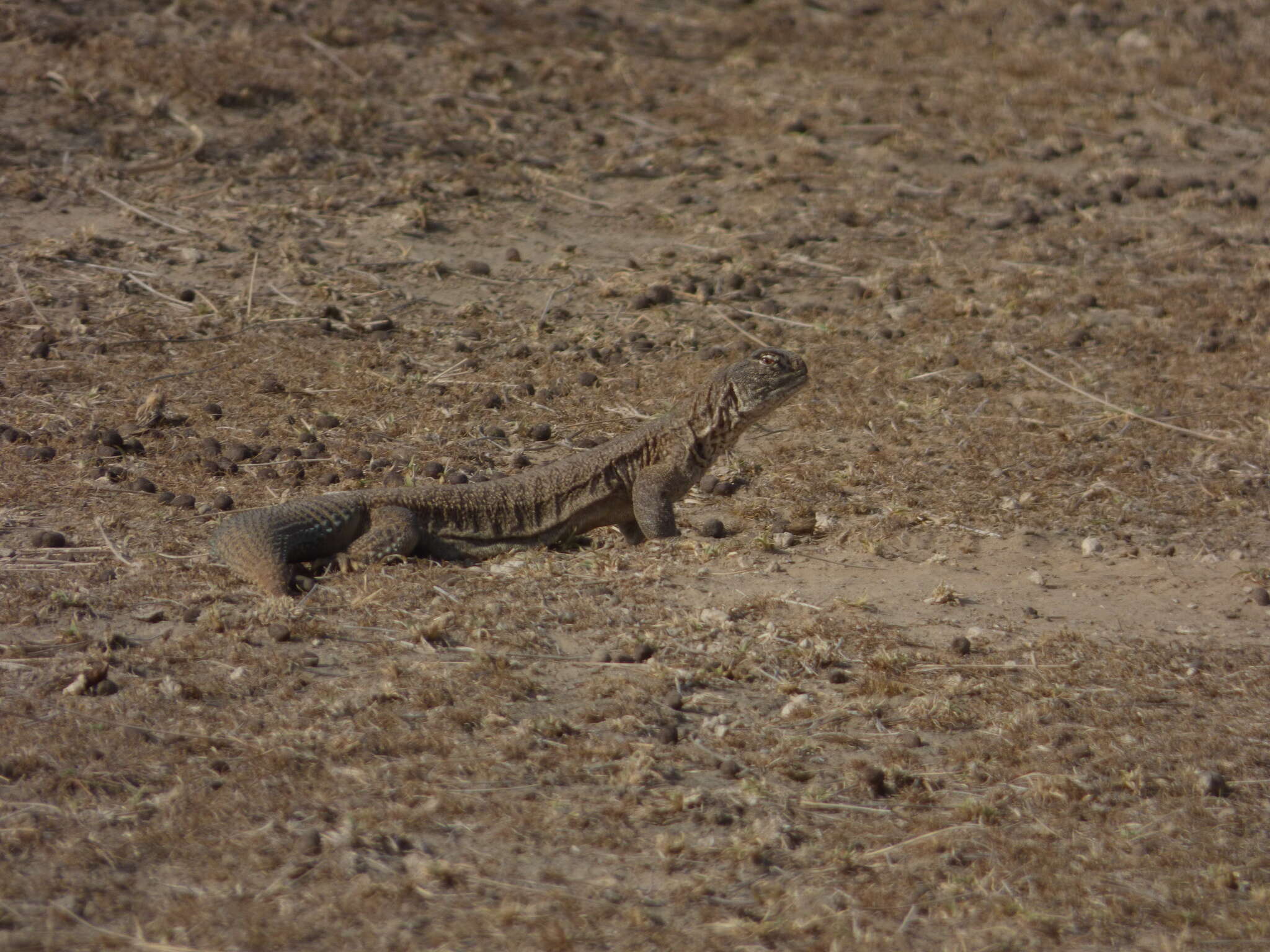 Image of Hardwick's spiny-tailed lizard