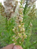 Image of Pterocaulon polystachyum DC.