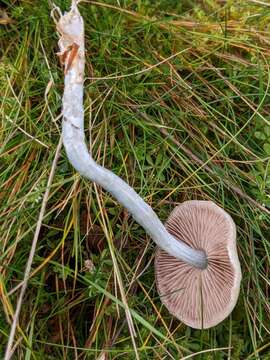 Image of Stropharia pseudocyanea (Desm.) Morgan 1908