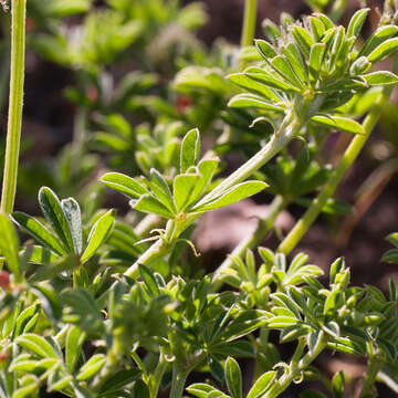 Indigofera digitata Thunb.的圖片