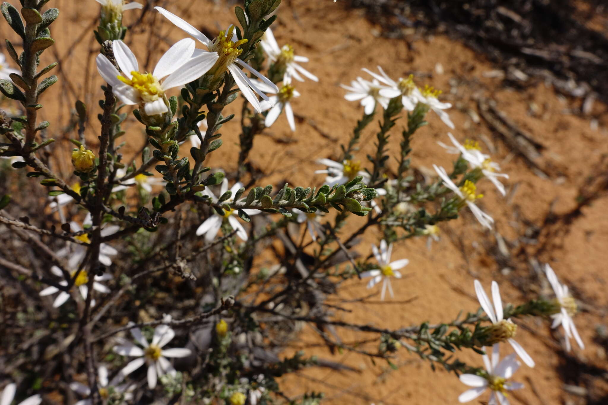 Image of Pimelea Daisy-bush