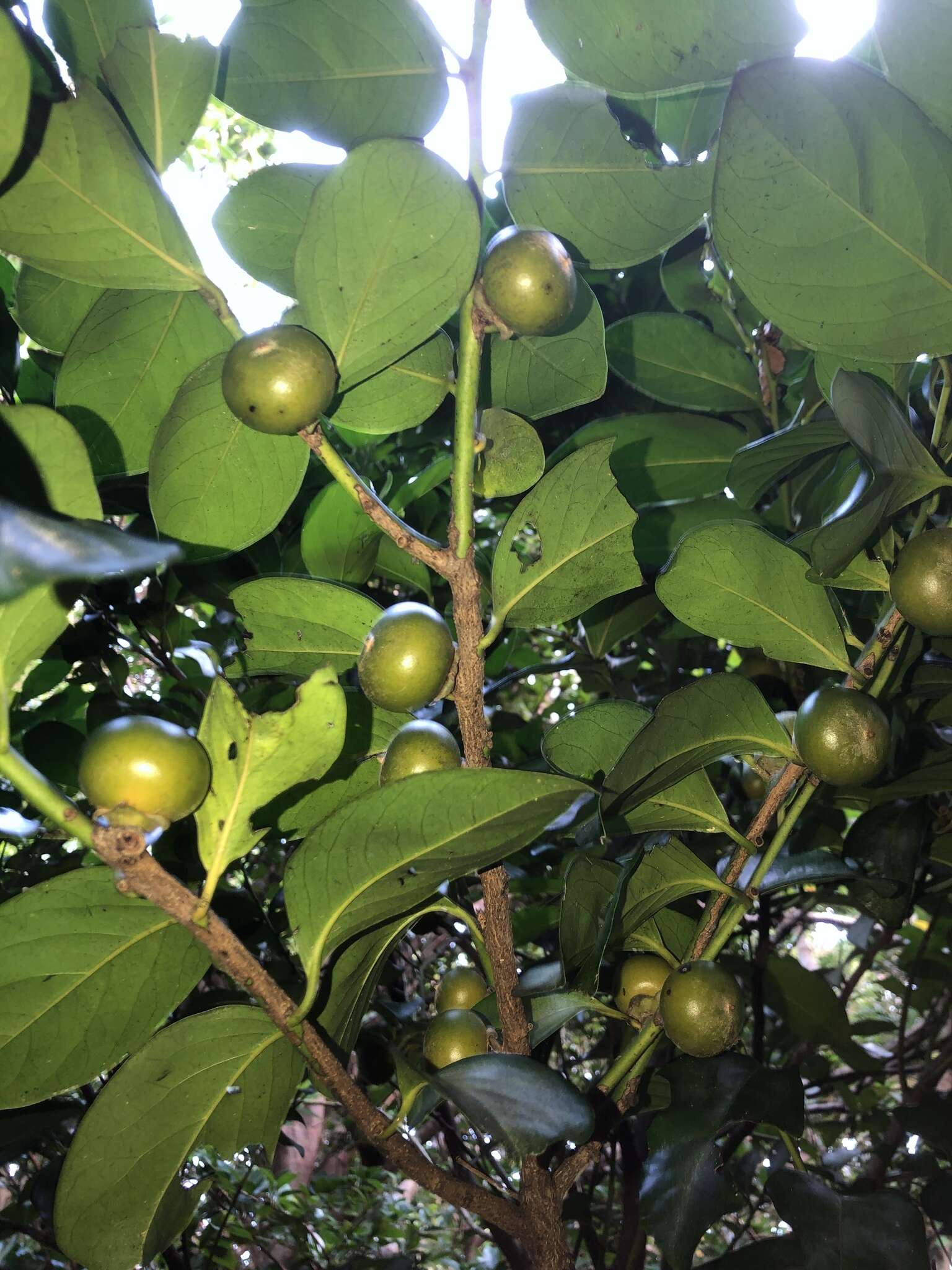 Image of Malaysian persimmon