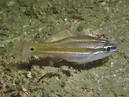 Image of Cardinalfish