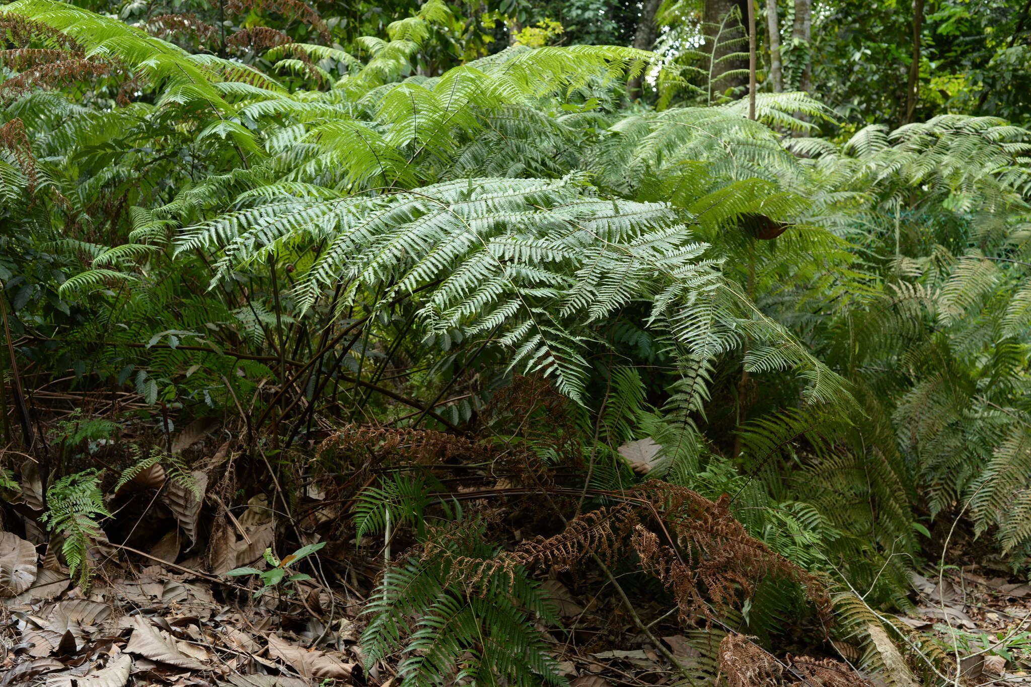 Image of Chain Fern Rhizome