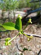 Image of Euphorbia aprica Baill.