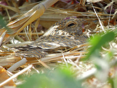 Image of Golden Nightjar