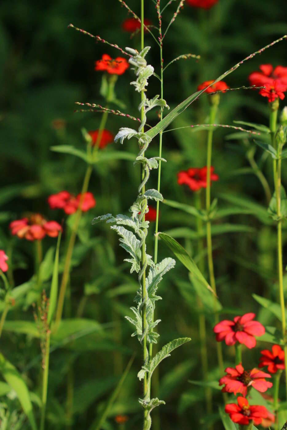 Plancia ëd Convolvulus austroafricanus J. R. I. Wood & Scotland