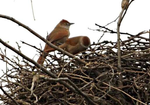 Image of Greater Thornbird