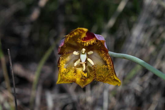 Image of Calochortus barbatus (Kunth) Painter