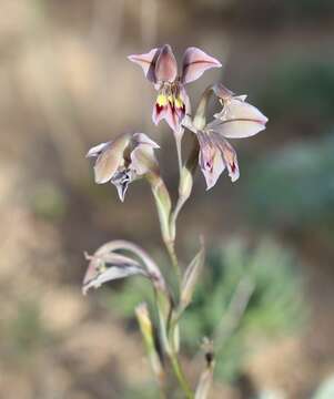 Image of Orchid-flowered Gladiolus