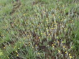 Imagem de Helichrysum aureonitens Sch. Bip.