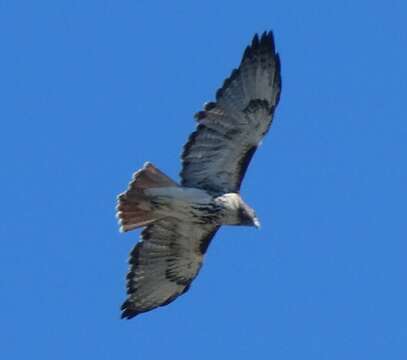 Imagem de Buteo jamaicensis umbrinus Bangs 1901