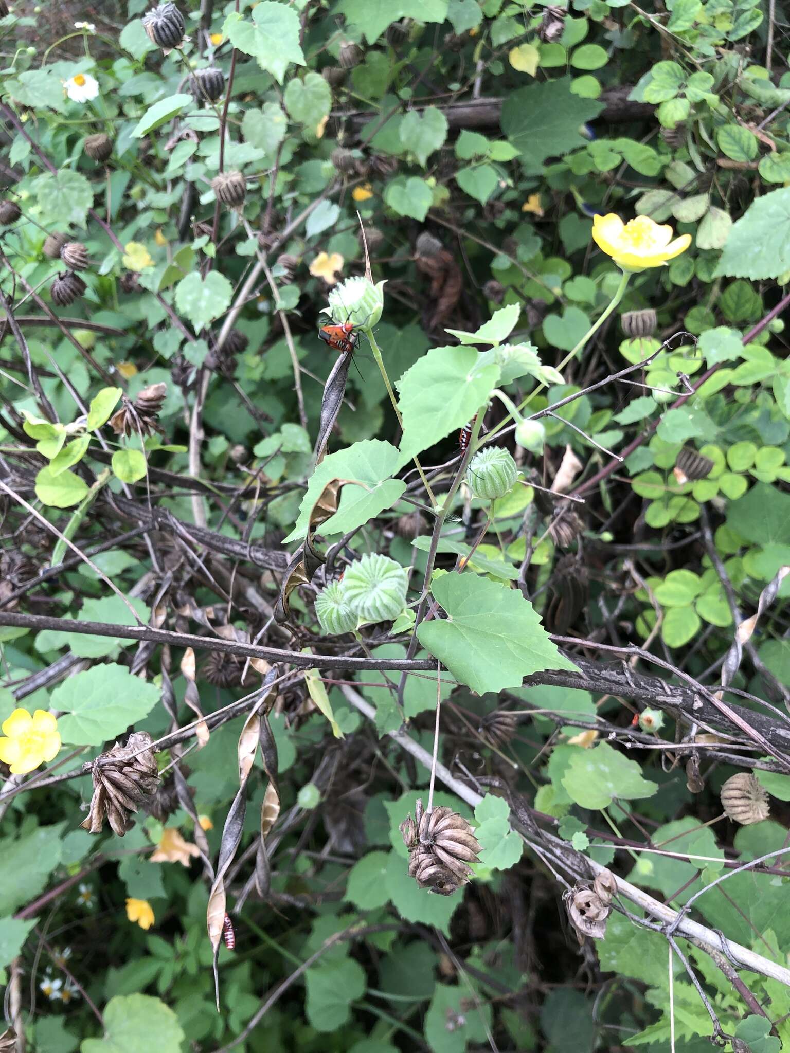 Imagem de Abutilon indicum (L.) Sweet