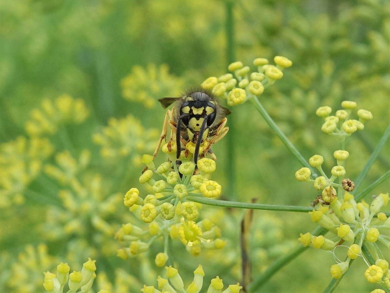 Plancia ëd Vespula germanica (Fabricius 1793)