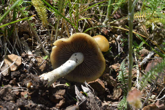 Слика од Psilocybe mescaleroensis Guzmán, Walstad, E. Gándara & Ram.-Guill. 2007