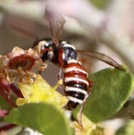 Image of Eucerceris tricolor Cockerell 1897