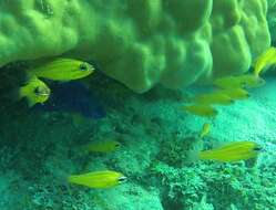 Image of Yellow cardinalfish