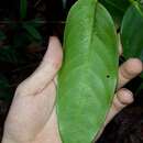 Image of Aenigmatanthera lasiandra (A. Juss.) W. R. Anderson
