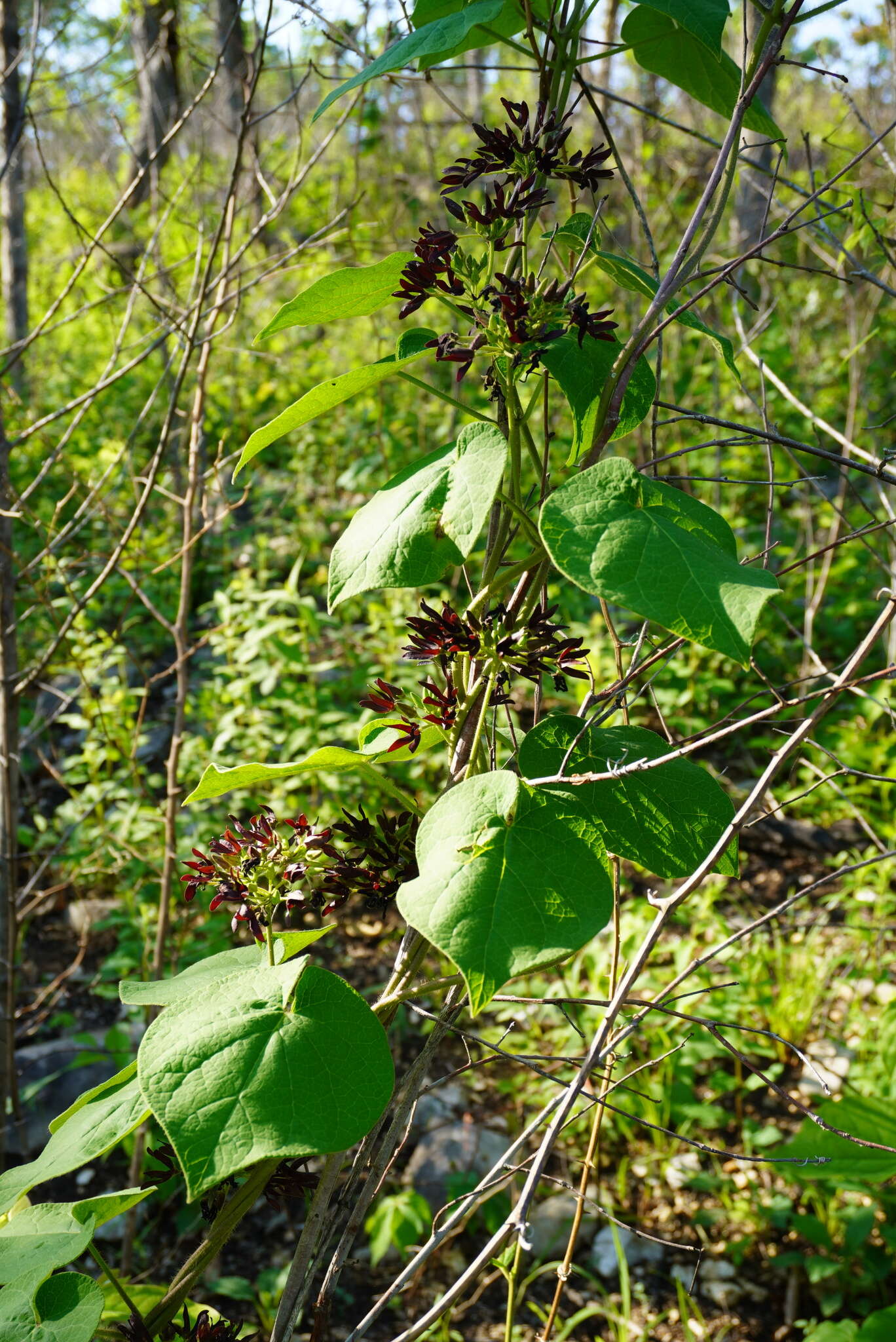 Image of oldfield milkvine