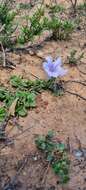 Imagem de Ruellia pilosa L. fil.