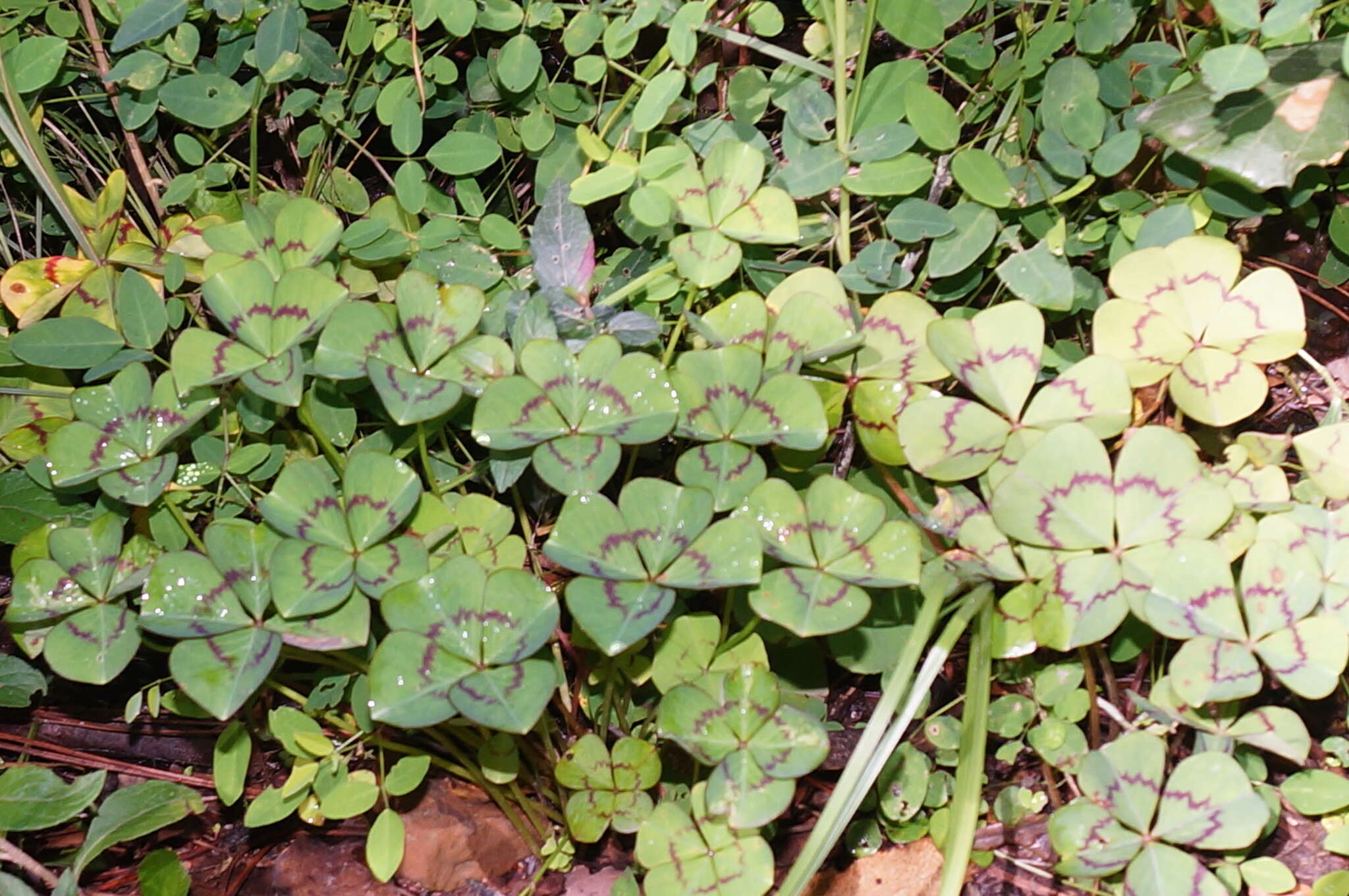 Image of Four-leaved Sorrel